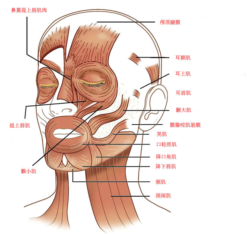 面部肌肉解剖图