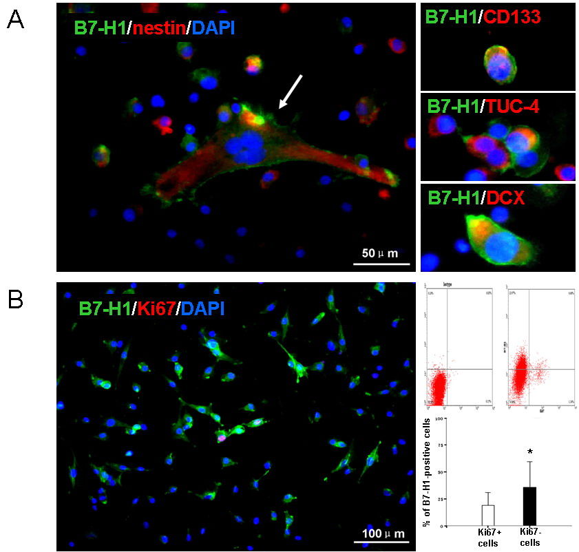 by brain tscs and predominantly by non-dividing tumor cells