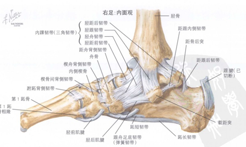 踝关节容易扭伤的情况,被称为踝关节不稳,这是由于踝关节韧带损伤后