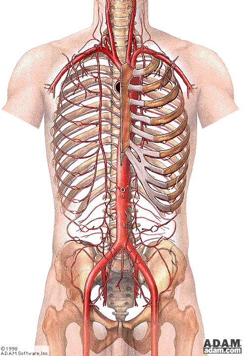 常见又令人困扰的胸痛-肋软骨炎_肋软骨炎_症状_治疗方法_症状表现