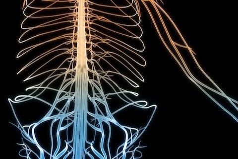 神经系统3d图(二) - 好大夫在线