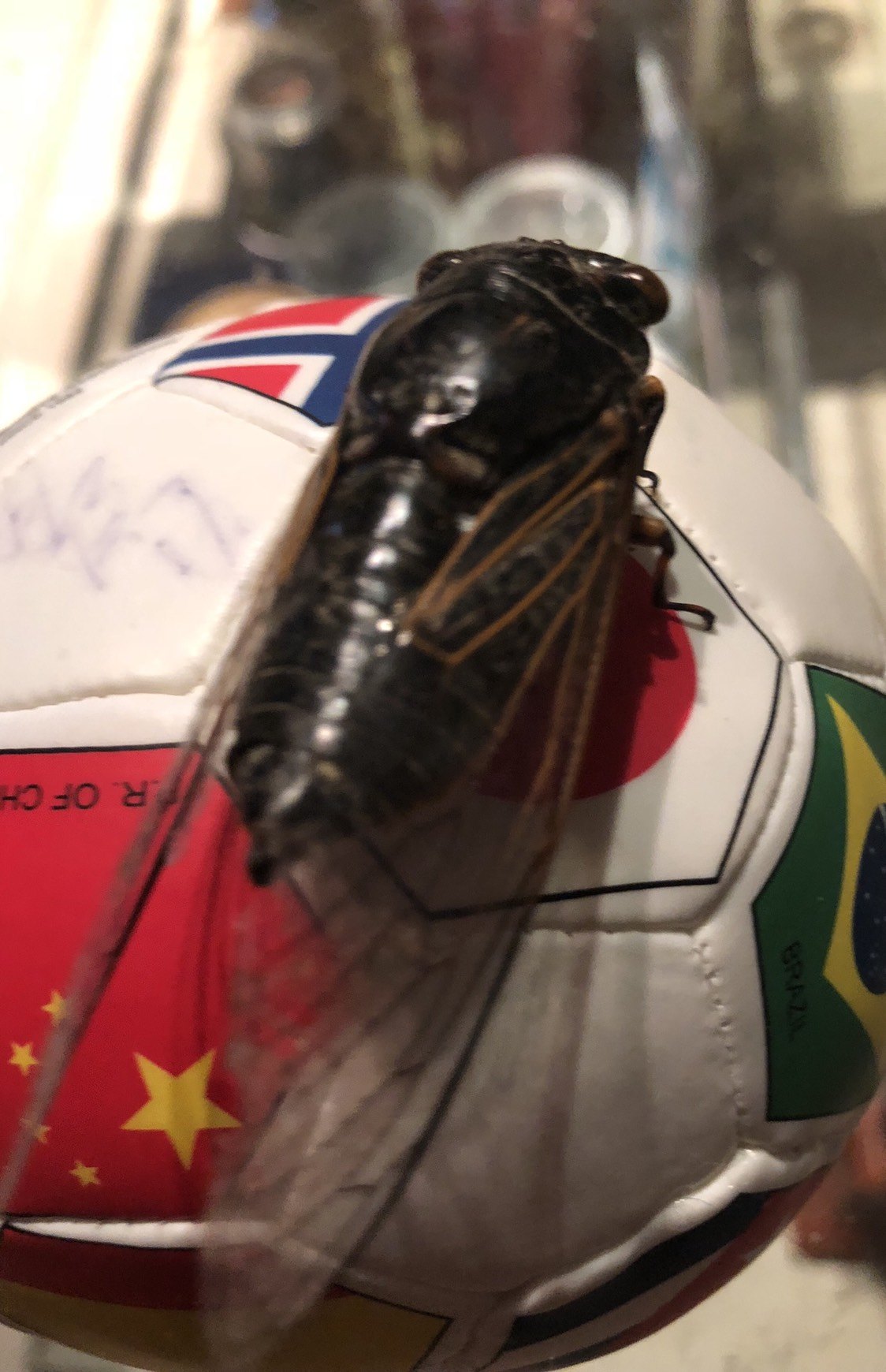 古体诗一首:戊戌年 立秋日见蝉