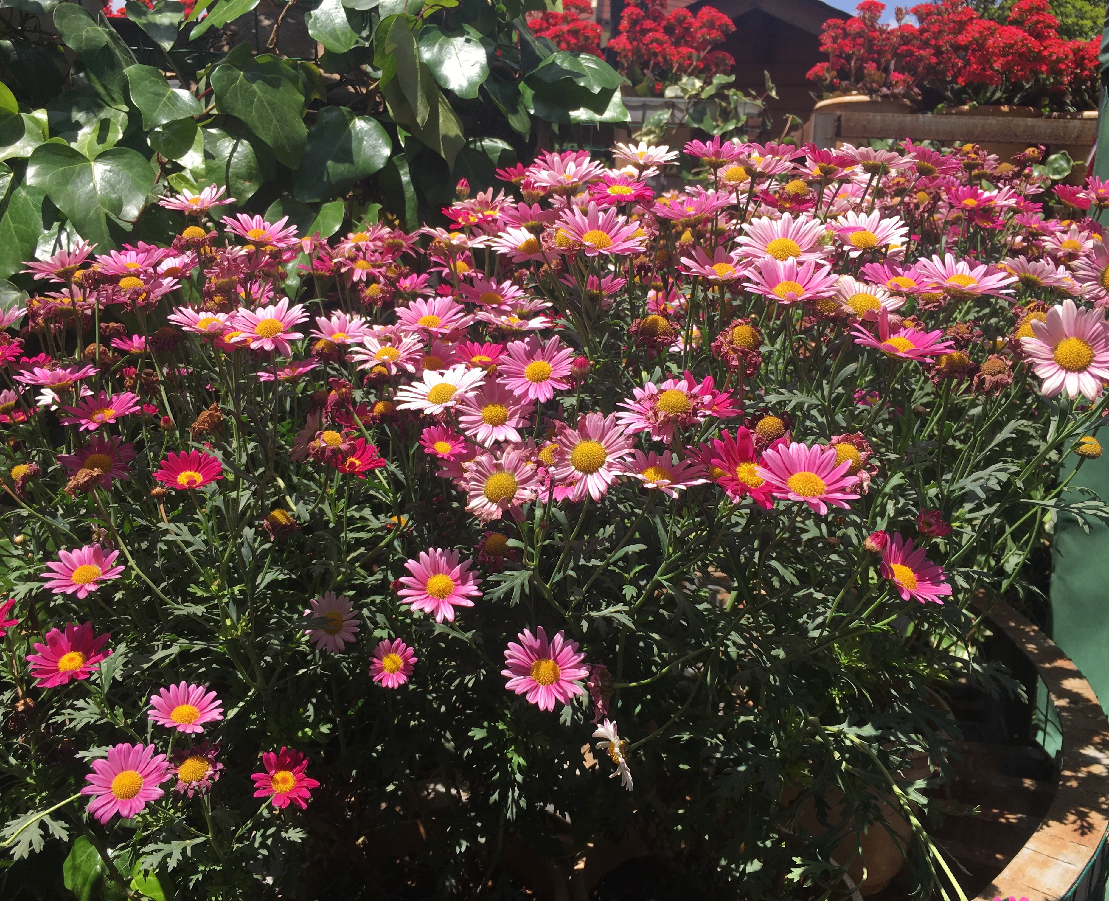 2018特纳综合征诊治专家共识(内分泌) - 好大夫