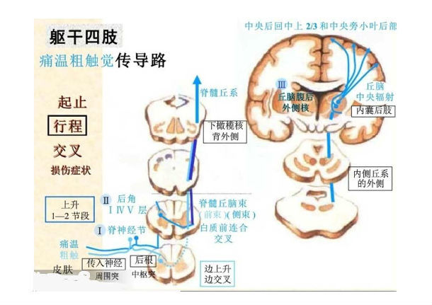 8個傳遞疼痛信息神經束