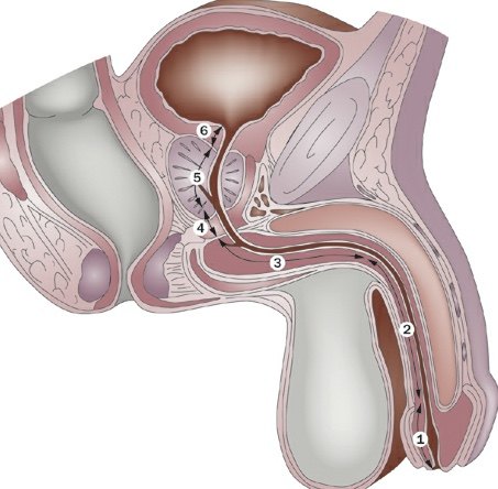 男性尿道三个狭窄部位图片