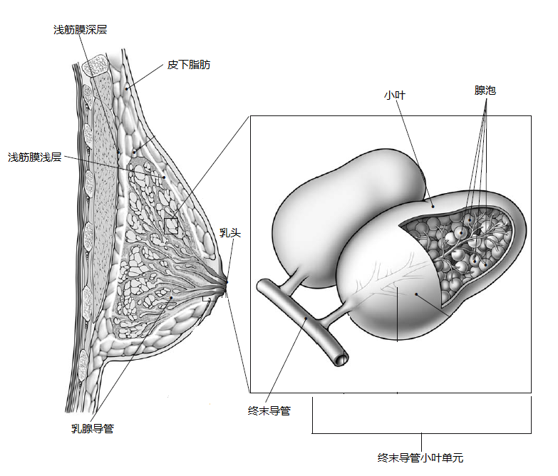 了解乳腺------正常乳腺解剖结构及生理