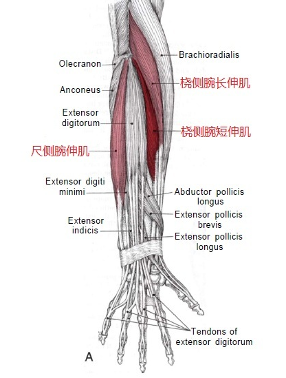 倒開水,擰毛巾疼痛,為橈側腕伸肌損傷,疼痛的部位位於肱骨外上髁尖