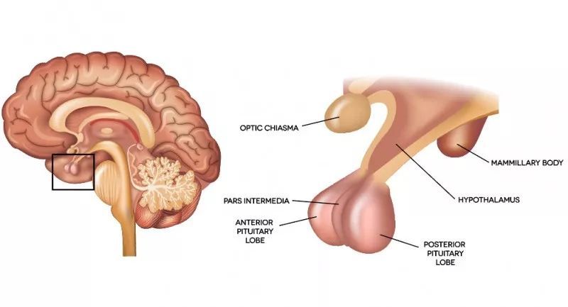 脑垂体图片位置图片