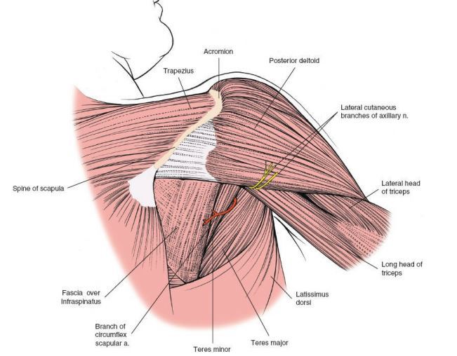 腋神经的解剖有什么基本特点? 