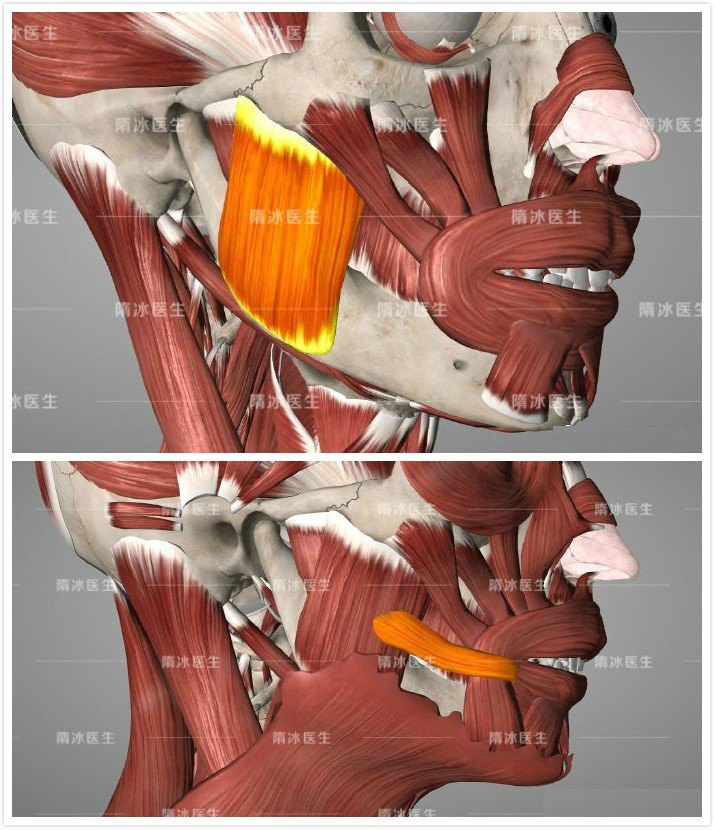 笑肌解剖图片图片