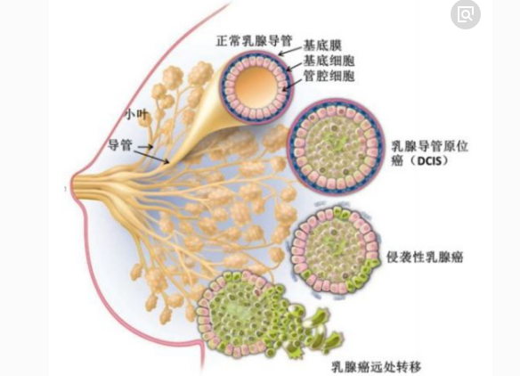 乳腺結構