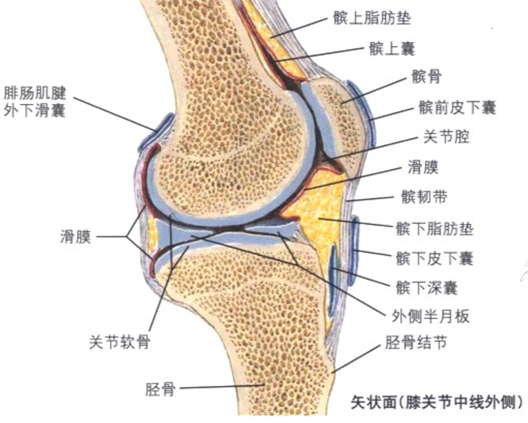 髌骨关节结构图图片