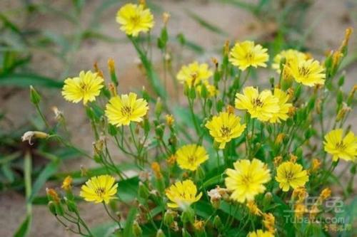 败酱草【别名】败酱,黄花败酱,苦菜,豆豉草,观音菜等.
