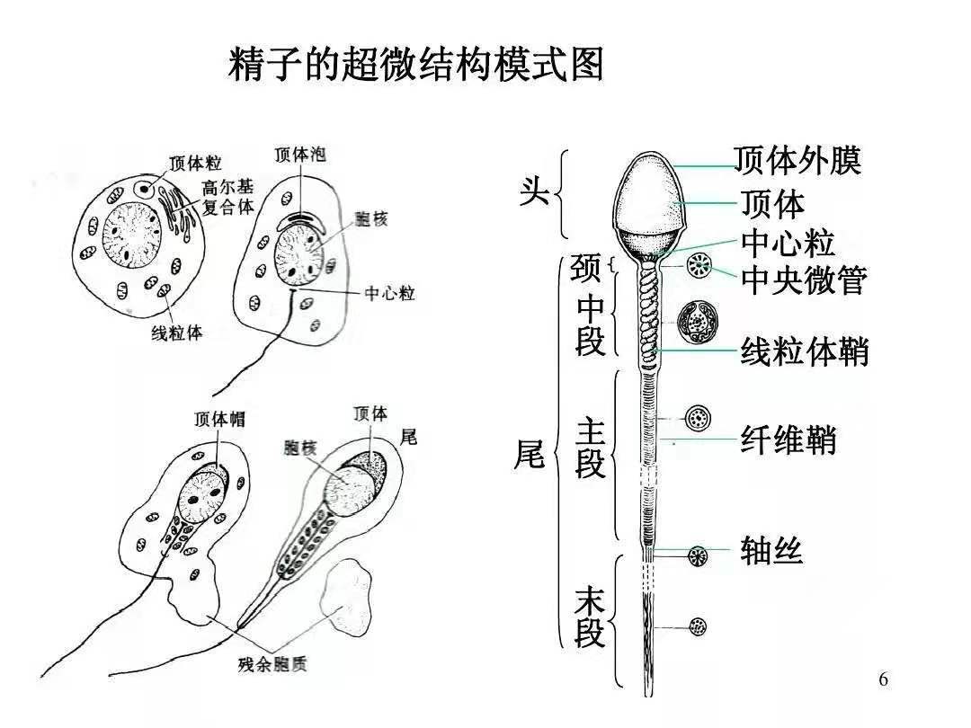 正常精子形态图片