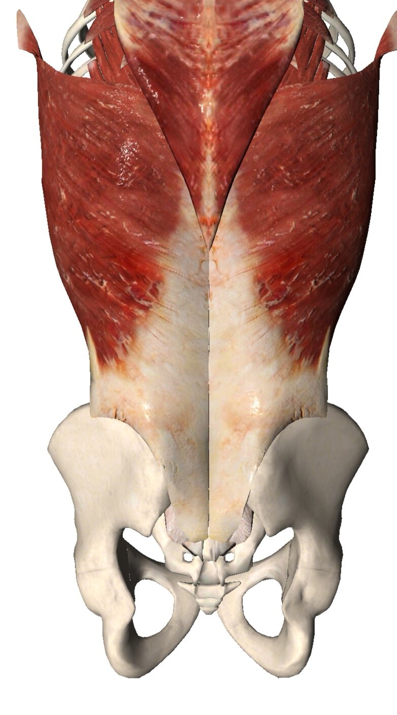腰椎生理曲度变直怎么回事?_腰椎间盘突出 - 好大夫在线