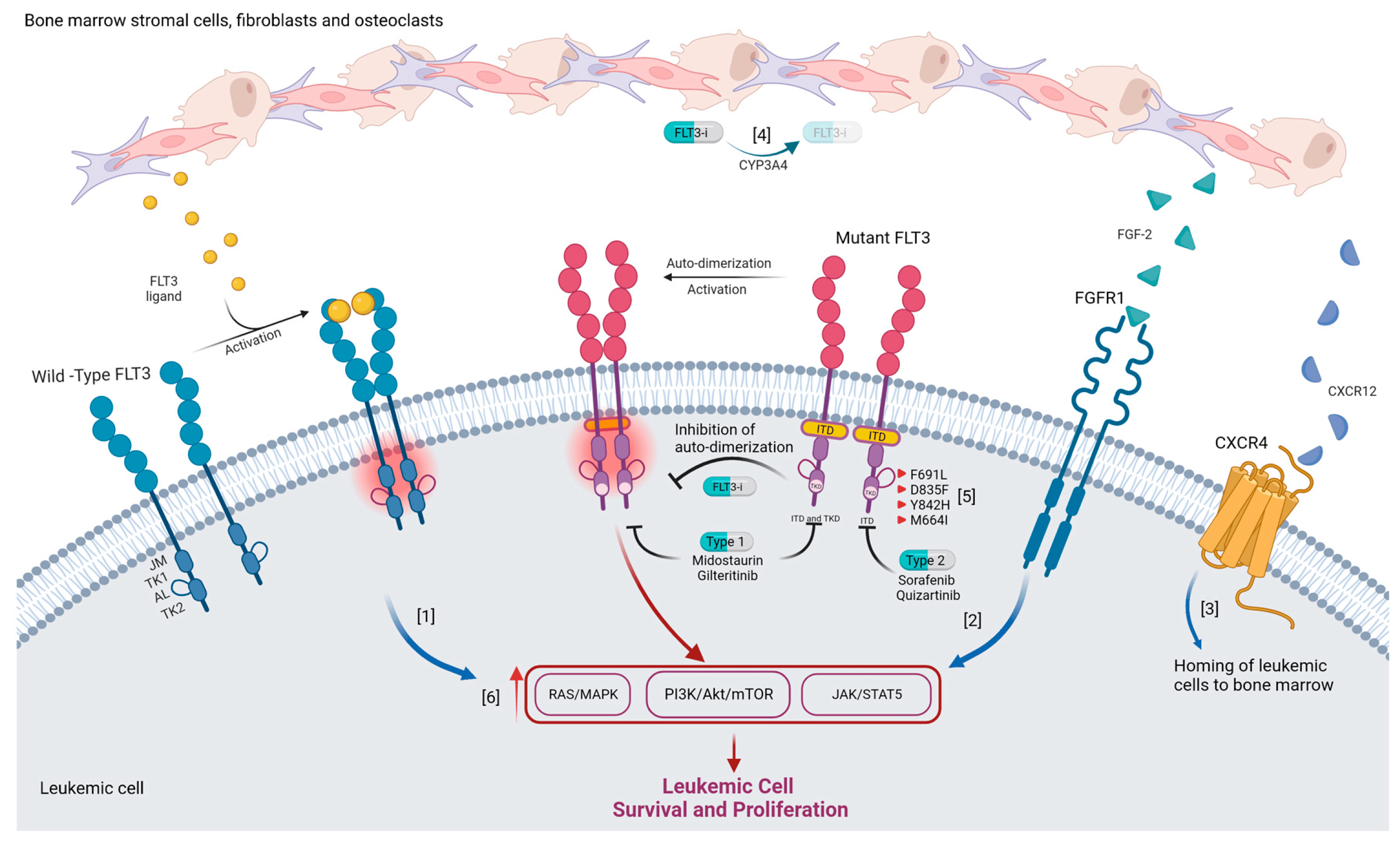 血液肿瘤中FLT3基因突变分类、相关靶向药和耐药机制 - 好大夫在线