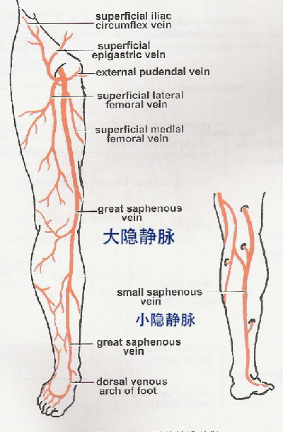 肌间静脉位置示意图图片