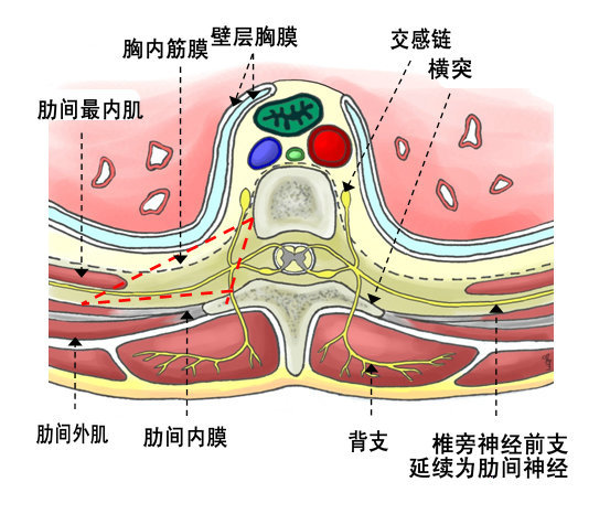 後側的肋橫突上韌帶,和內側的椎體結構,包括椎體後外側表面,椎間盤和