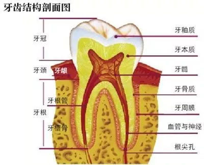 上牙床的位置图图片