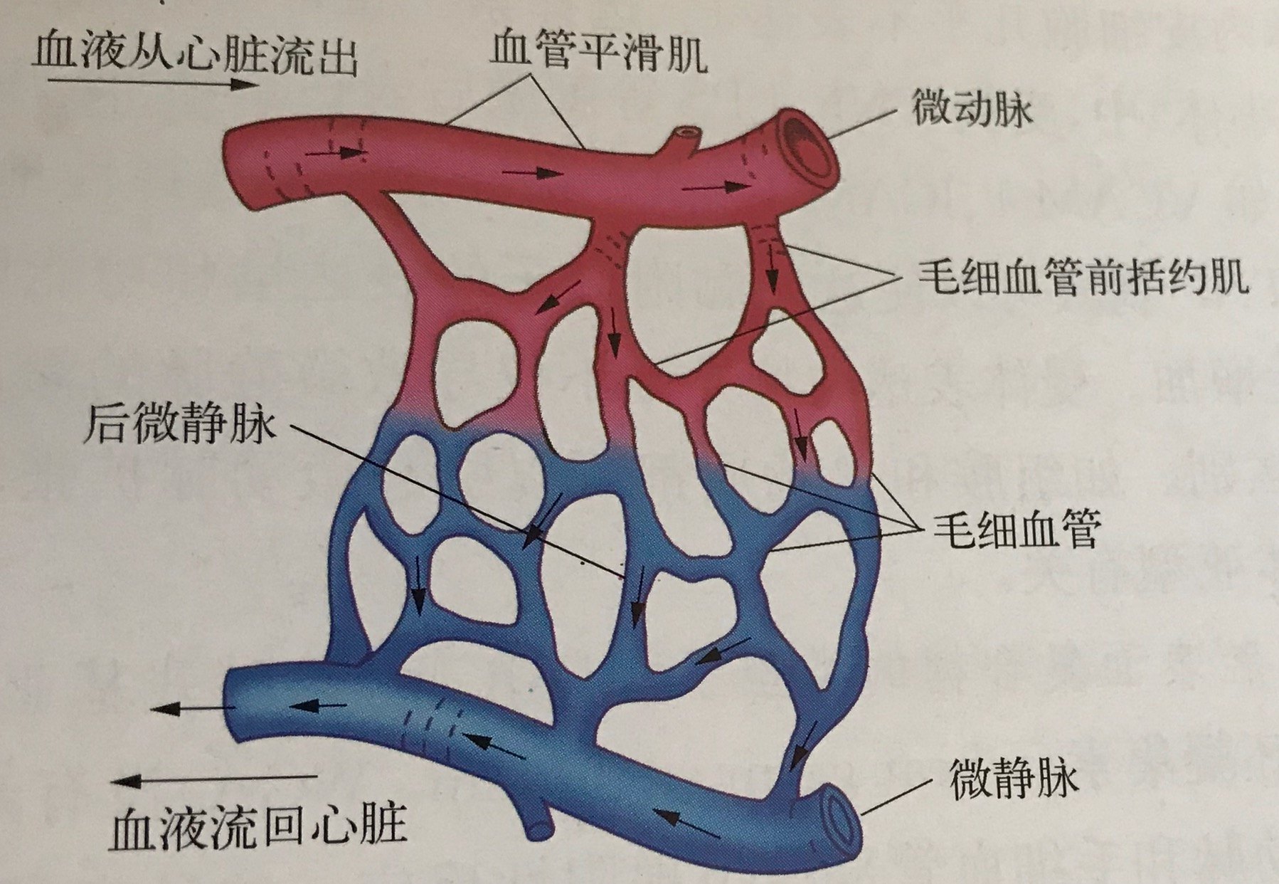关于人体毛细血管研究数据