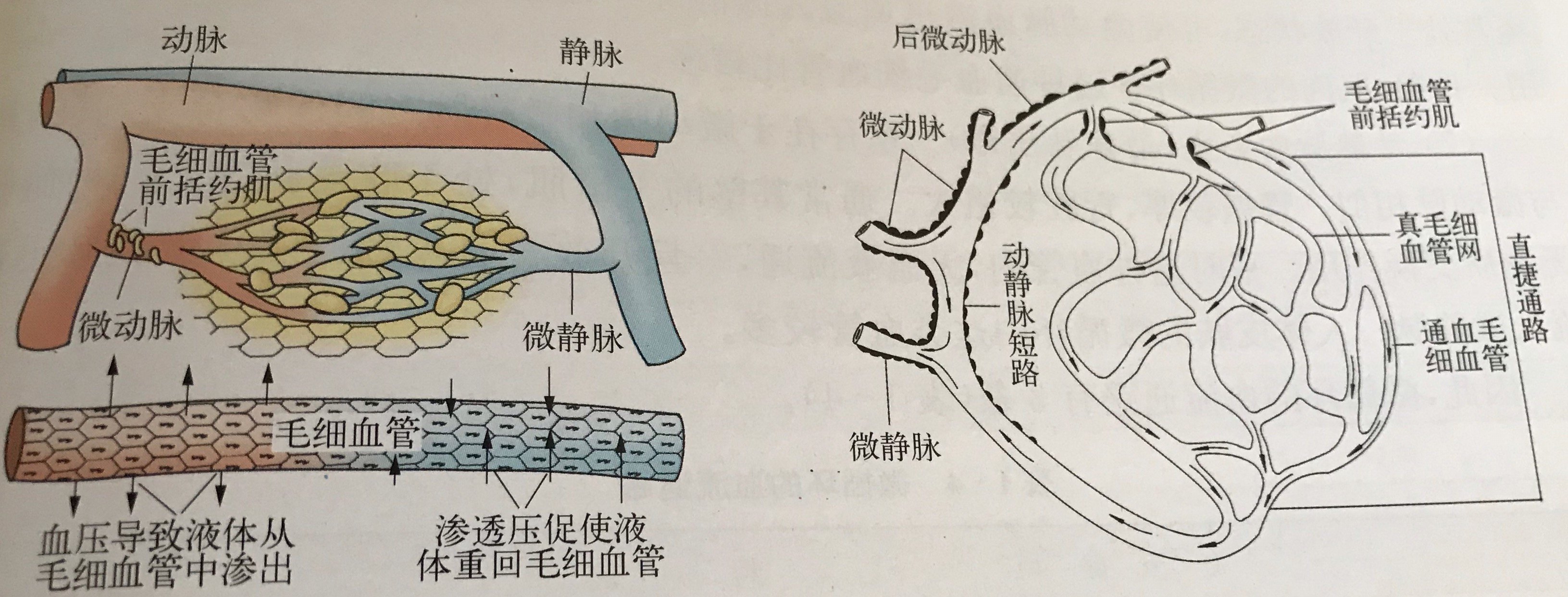 关于人体毛细血管研究数据