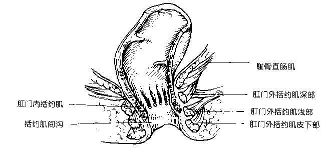 低位直肠癌可以保留肛门吗?