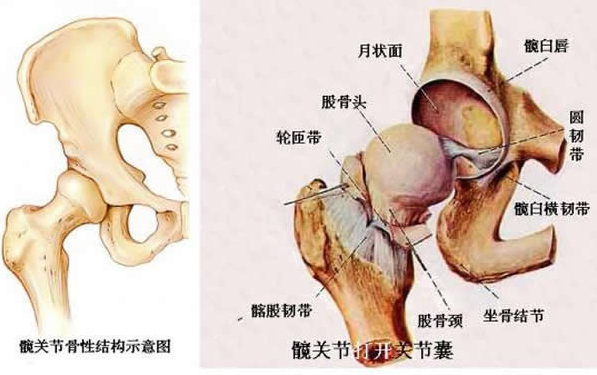 髖骨的x線解剖