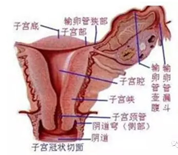 子宫输卵管解剖.png