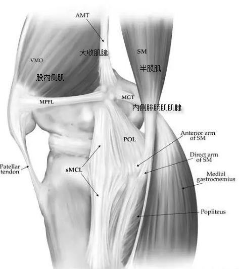 膝关节内侧解剖 