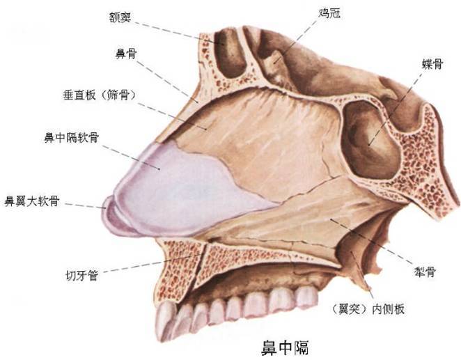 鼻中隔三线减张术图片