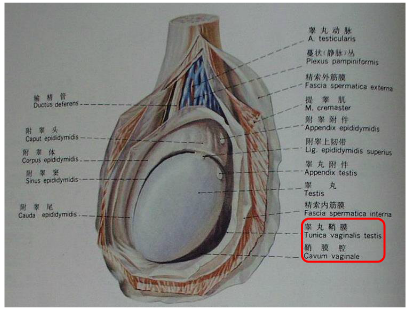 阴囊内部图片图片