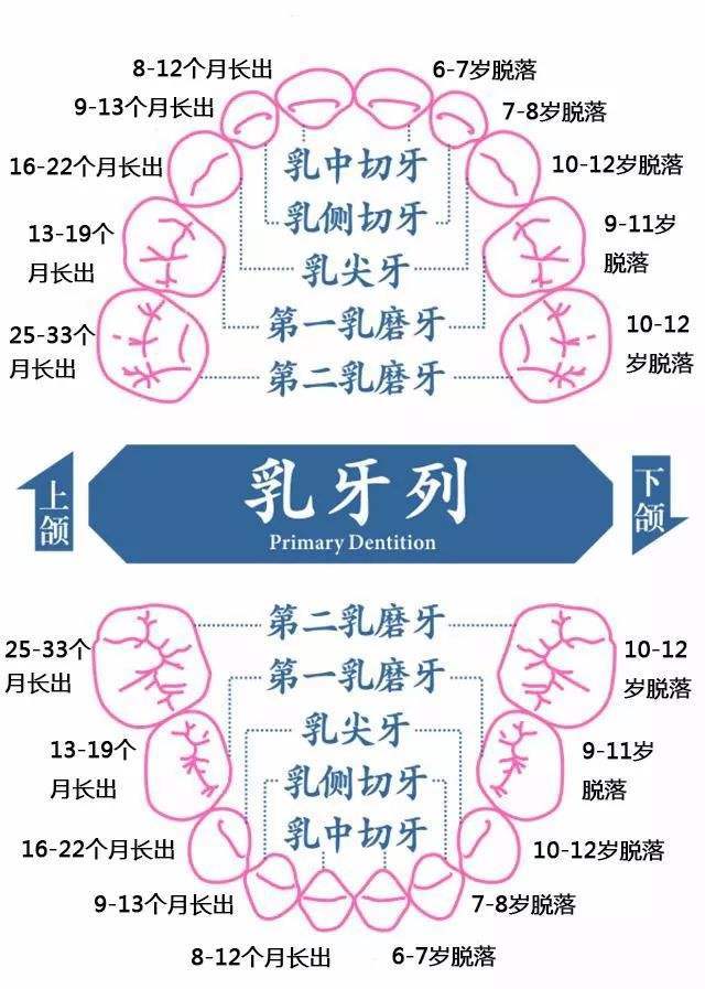 普通人一般只有28顆恆牙,但是部分人有第三磨牙,即通常所說的智齒.