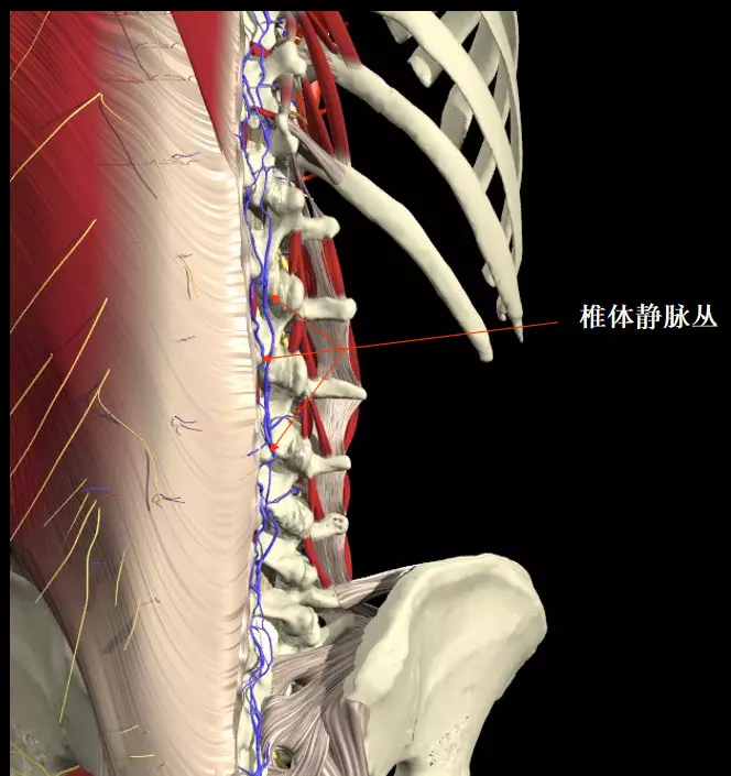 医患交流之一急性腰扭伤的常见临床类型