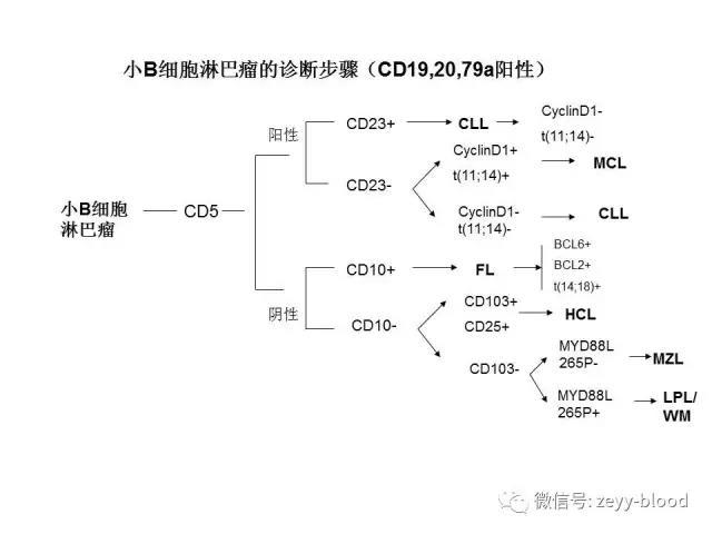 小b细胞淋巴瘤的鉴别诊断 - 好大夫在线