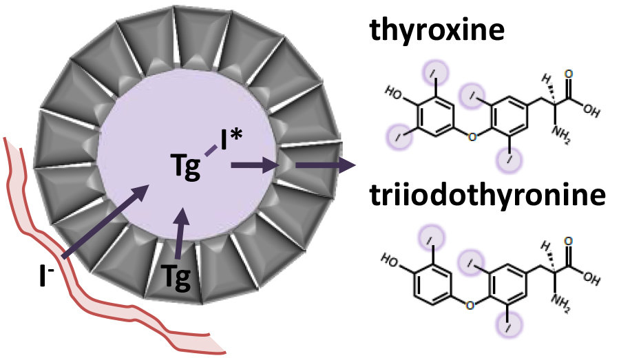 thyroidproje.jpg