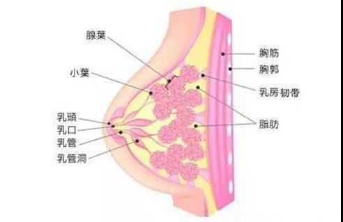 乳房结构.jpg