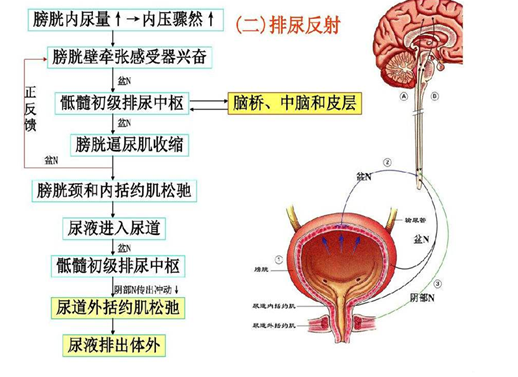 尿生成的过程图片