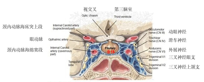 这些复杂而精细的结构有:视神经,视交叉,垂体柄;海绵窦(蓝色筛状结构)