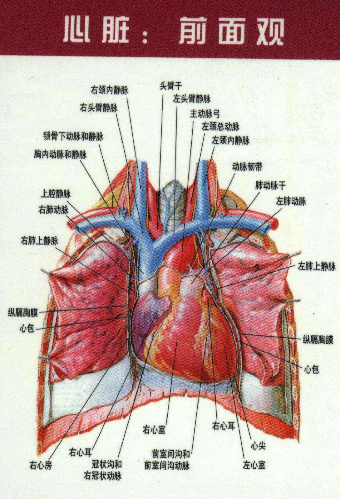 心脏图谱1