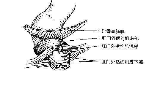 肛管位置图图片