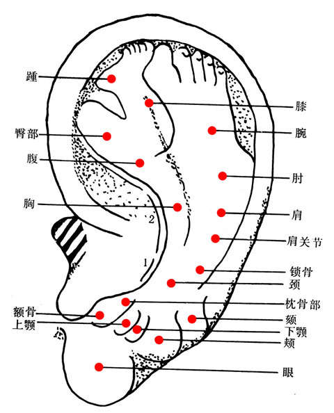 现代耳穴诊疗法一