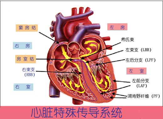 话说心律失常_心律失常_疾病介绍_介绍 - 好大夫在线