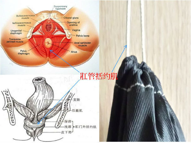 正常没痔疮的肛门图图片