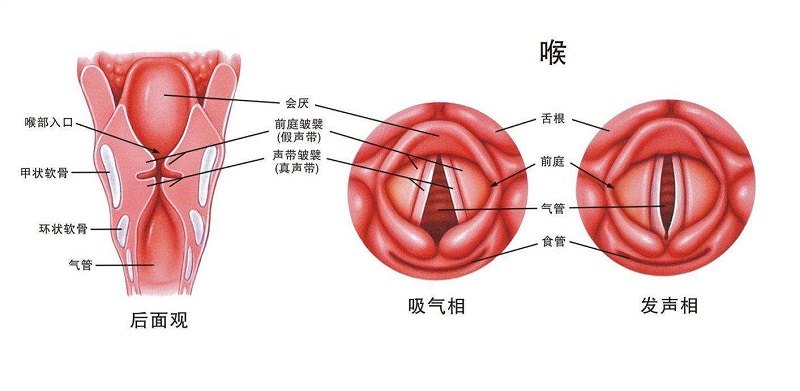 咽炎最简单的自愈方法图片