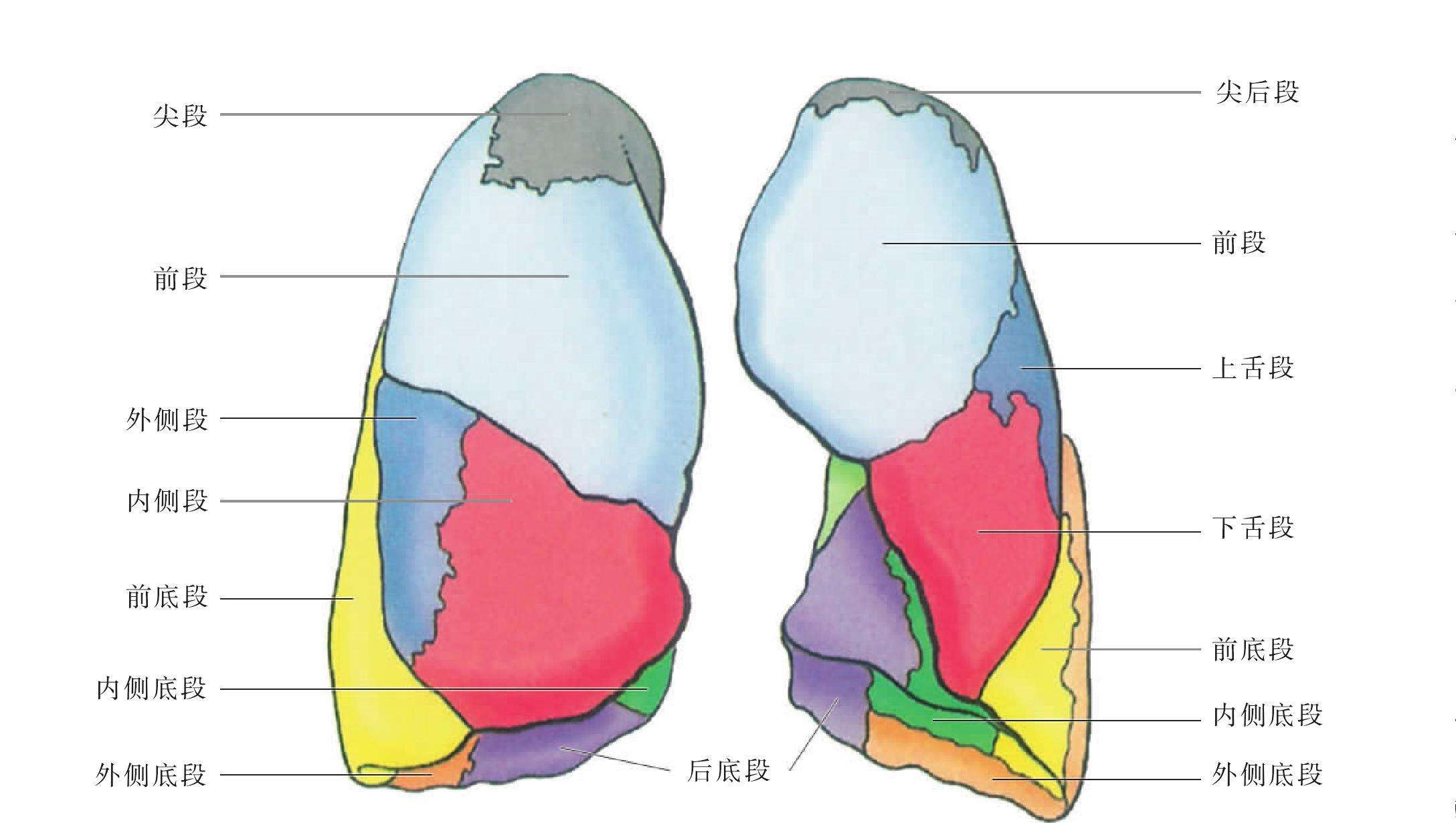 左肺下叶外基底段图解图片