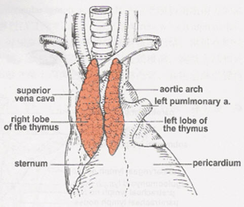 胸腺 解剖图图片