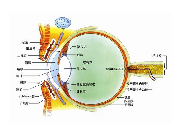 人类五种感觉器官图片