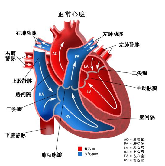 缺損是由心內膜墊發育異常所致的一類心臟畸形,其形態特點是房室間隔