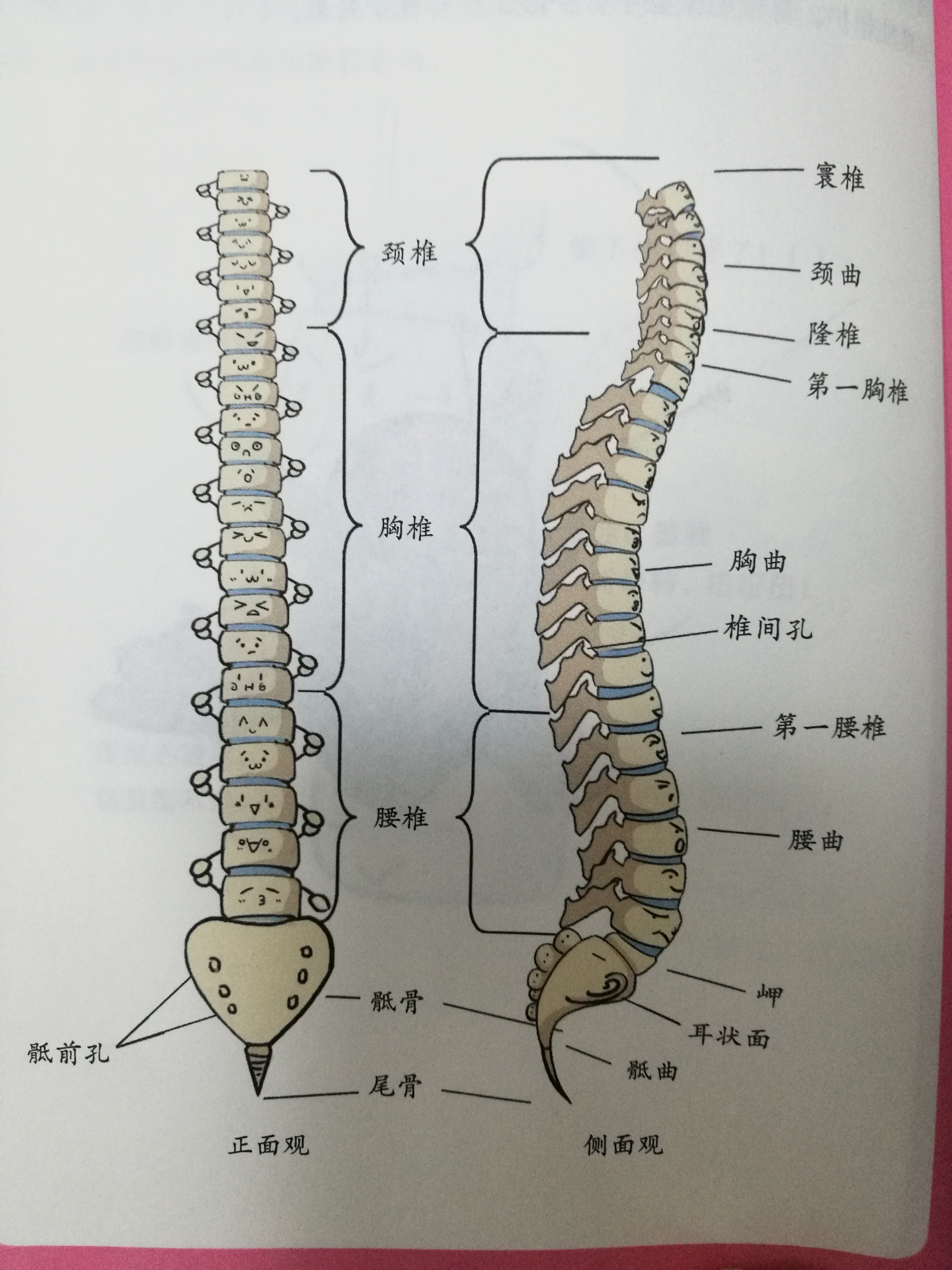 脊椎锥体图片