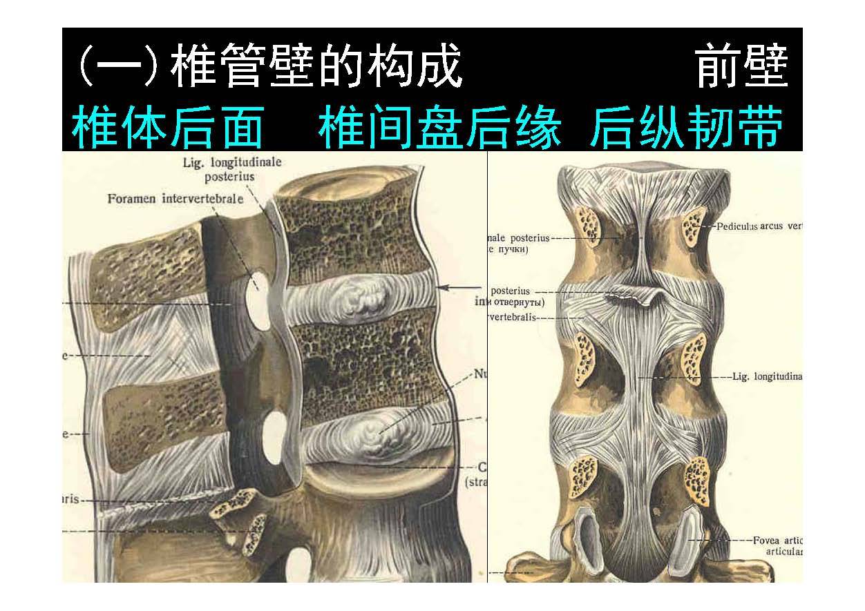 椎管解剖层次图片
